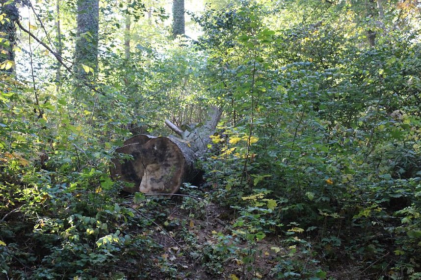 Wie weiter mit dem Schlosspark Sondershausen?