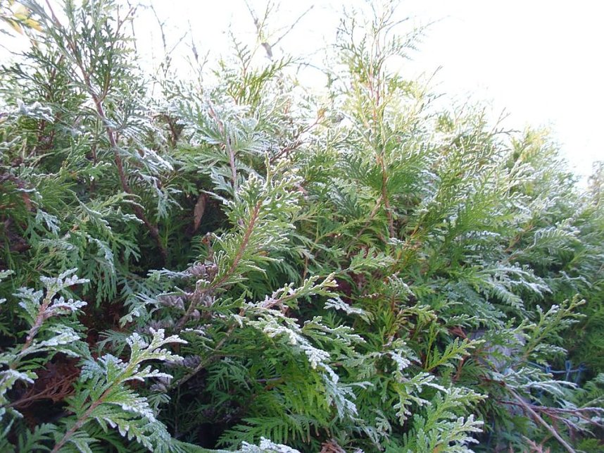 Frostige Garten-Impressionen