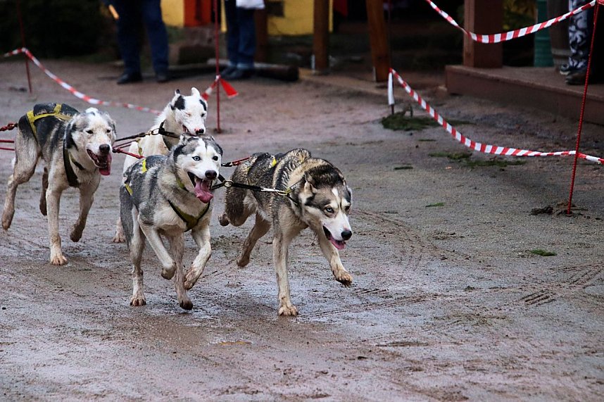 Hundeschlittenrennen in Pullman City