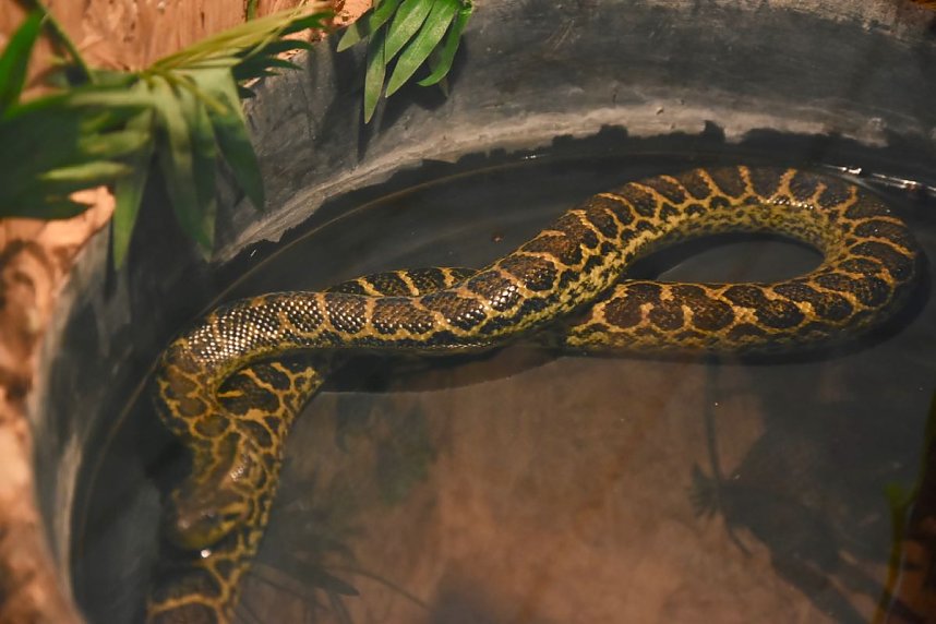 Reptilien Ausstellung