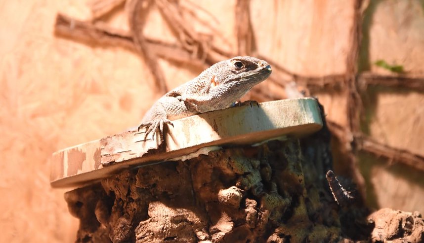 Reptilien Ausstellung