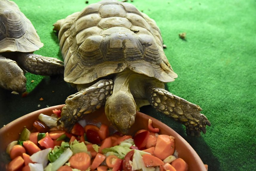 Reptilien Ausstellung