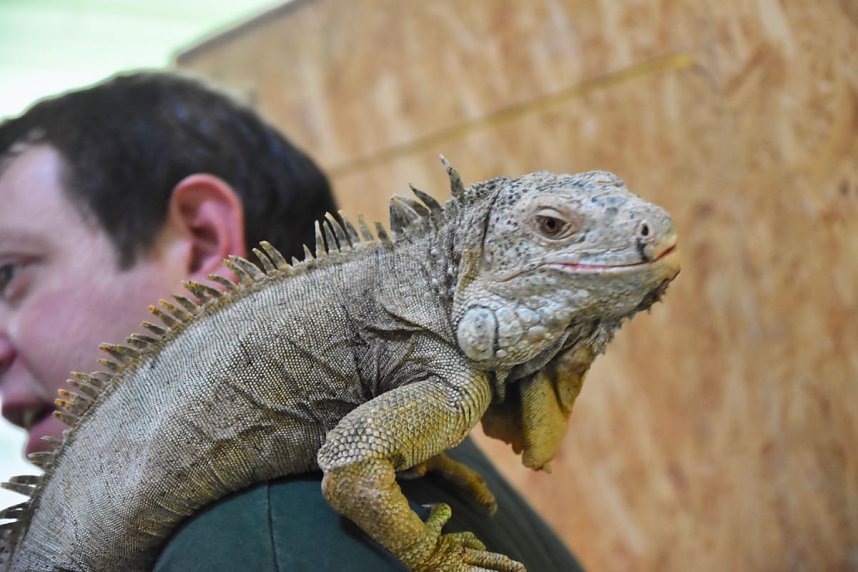Reptilien Ausstellung