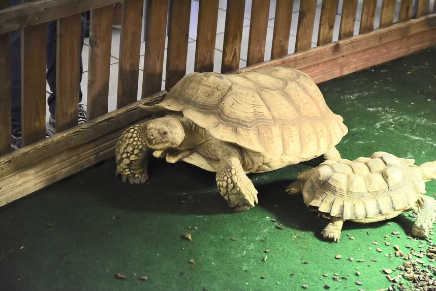 Reptilien Ausstellung