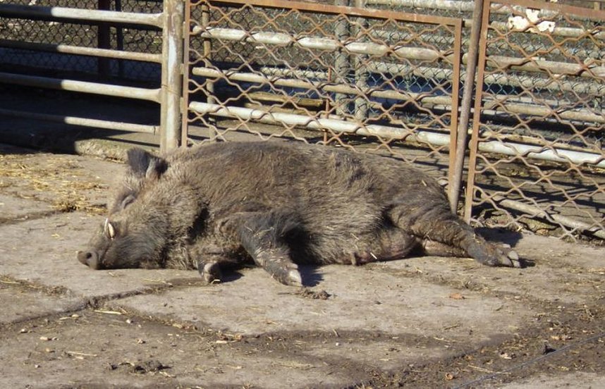 Zu Besuch bei Erdm&auml;nnchen, Gepard und Co. auf dem Possen
