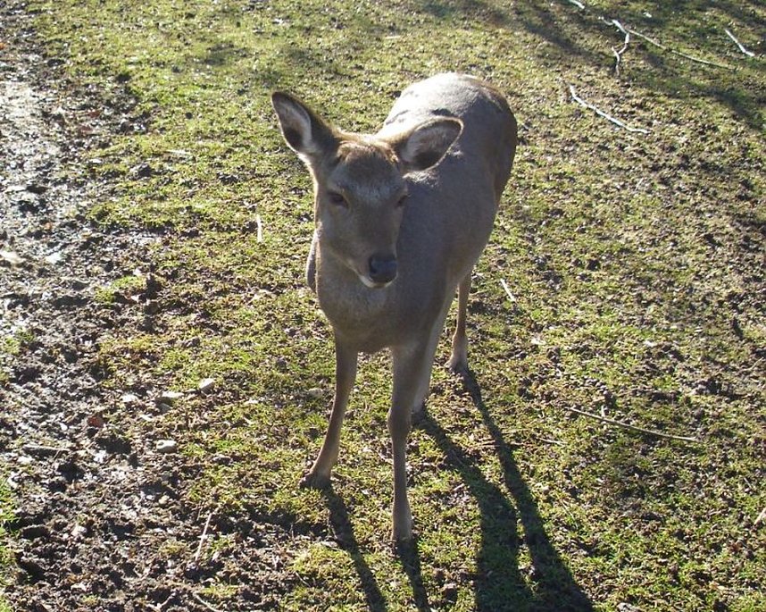 Zu Besuch bei Erdm&auml;nnchen, Gepard und Co. auf dem Possen