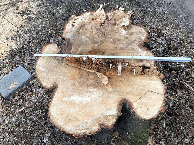 Thema Baumrodungen in Sondershausen