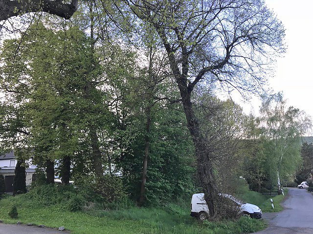 Thema Baumrodungen in Sondershausen