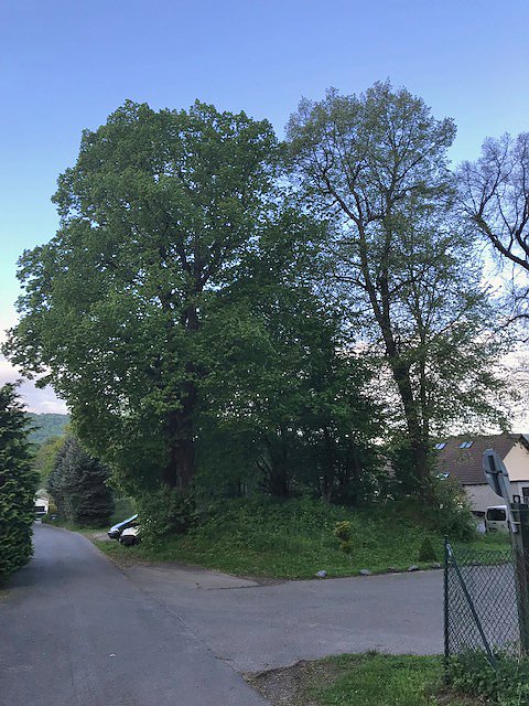 Thema Baumrodungen in Sondershausen