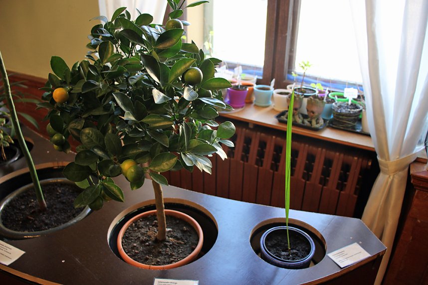 Die Tr&auml;nen der Mango