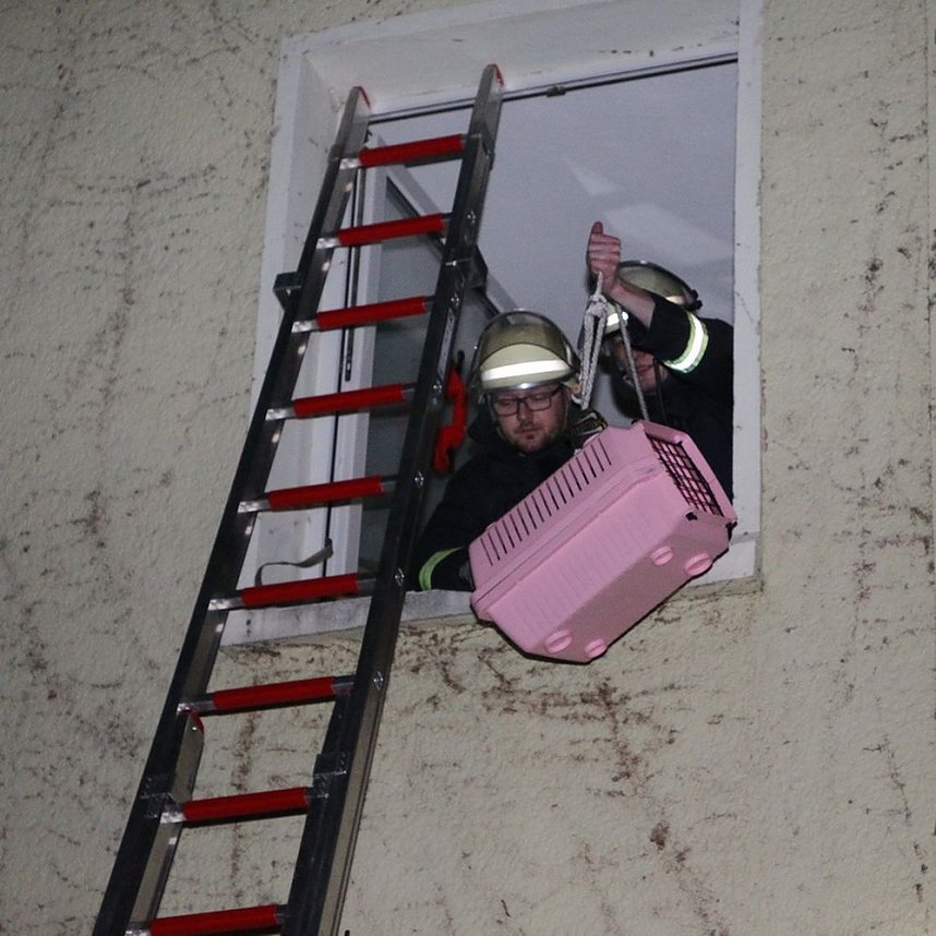 Tierrettung am Abend