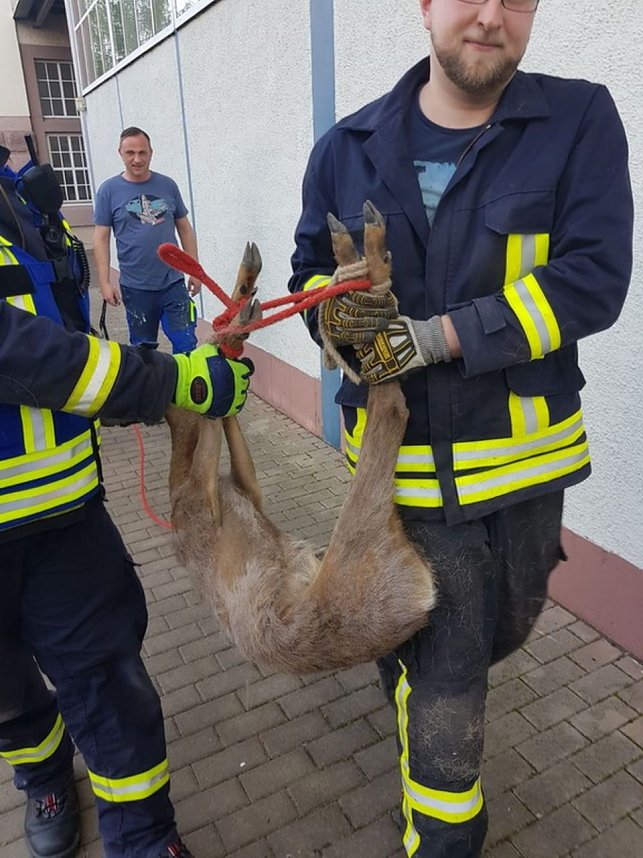 Bambi am Ostersonntag in N&ouml;ten