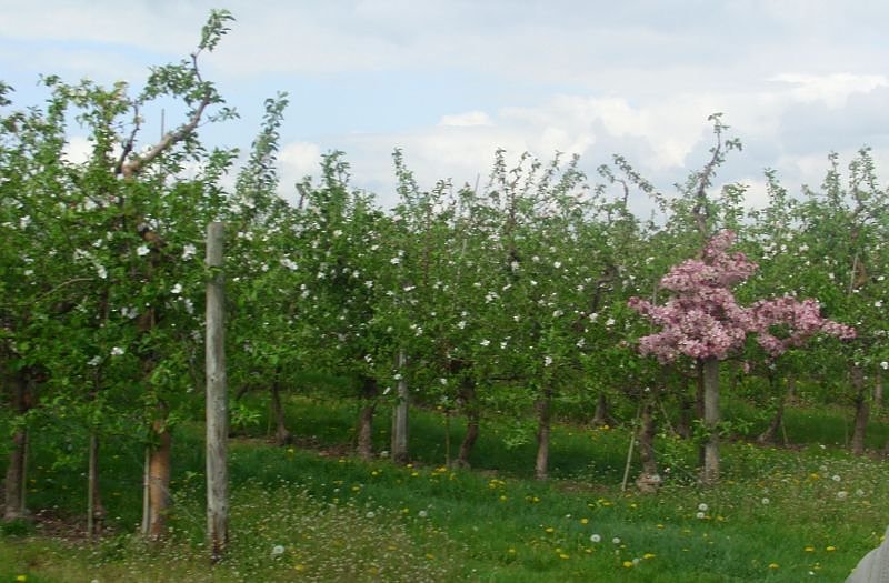 Apfelbl&uuml;tenfest in Gierst&auml;dt sehr gut besucht