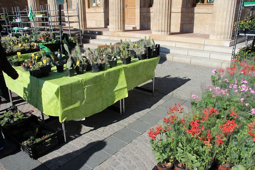 Ansturm auf Sondersh&auml;user Blumen-, Pflanzen- und Staudenmarkt