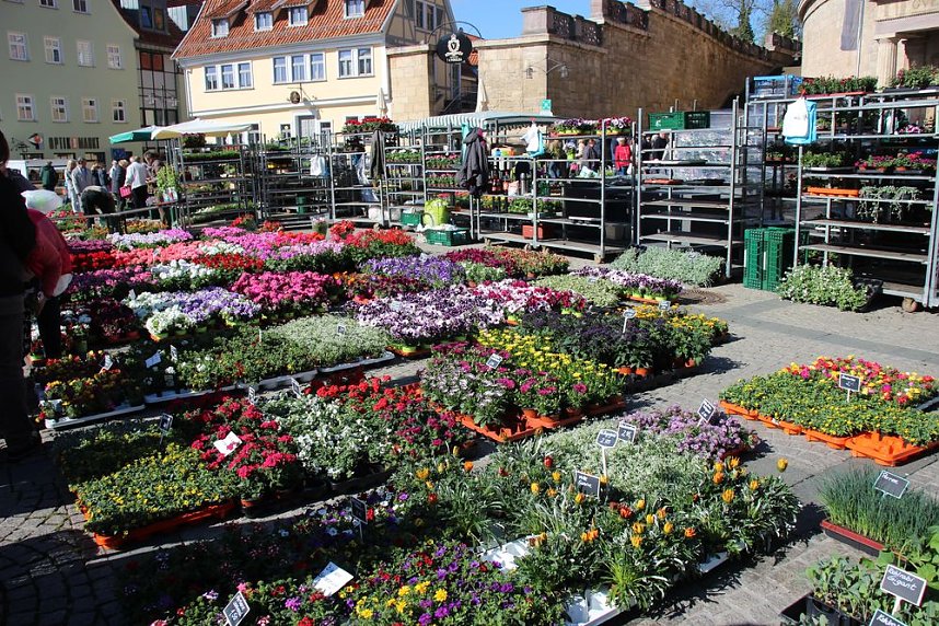 Ansturm auf Sondersh&auml;user Blumen-, Pflanzen- und Staudenmarkt
