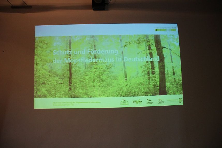 Mittel zum Schutz der Mopsfledermaus