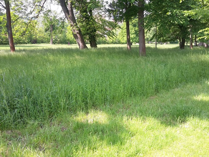 Blumenwiese zum Nachmachen