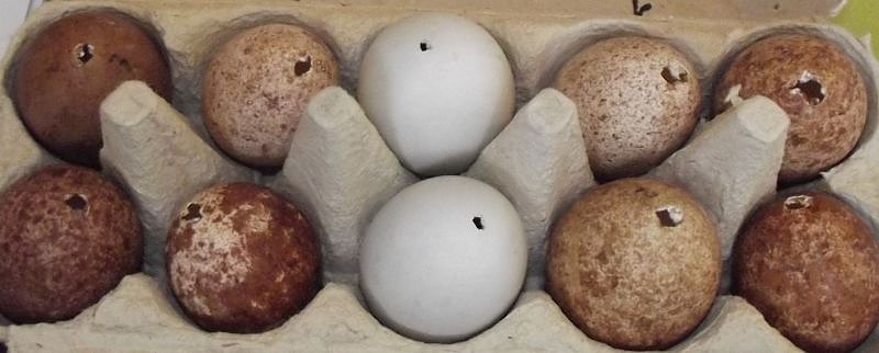 Luca Falke und W&uuml;sten-Bussard Uschi zu Besuch im WB 4