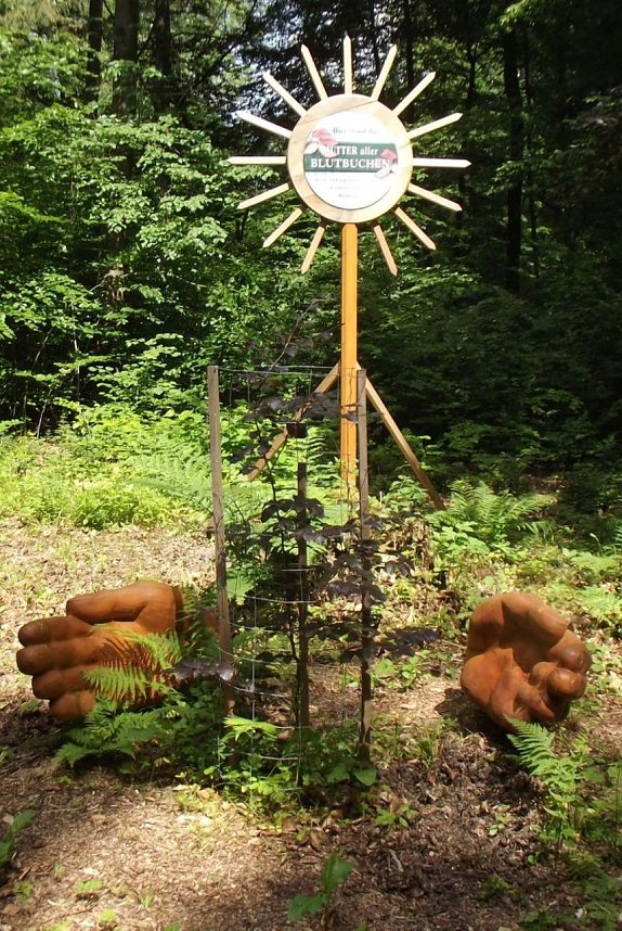 WB 4 Exkursion zur Mutterblutbuche