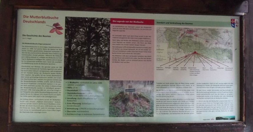 WB 4 Exkursion zur Mutterblutbuche