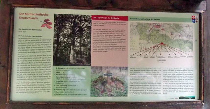 WB 4 Exkursion zur Mutterblutbuche
