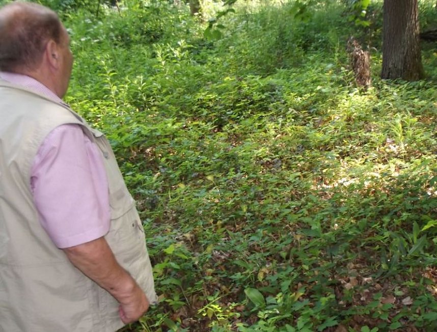 WB 4 Exkursion zur Mutterblutbuche