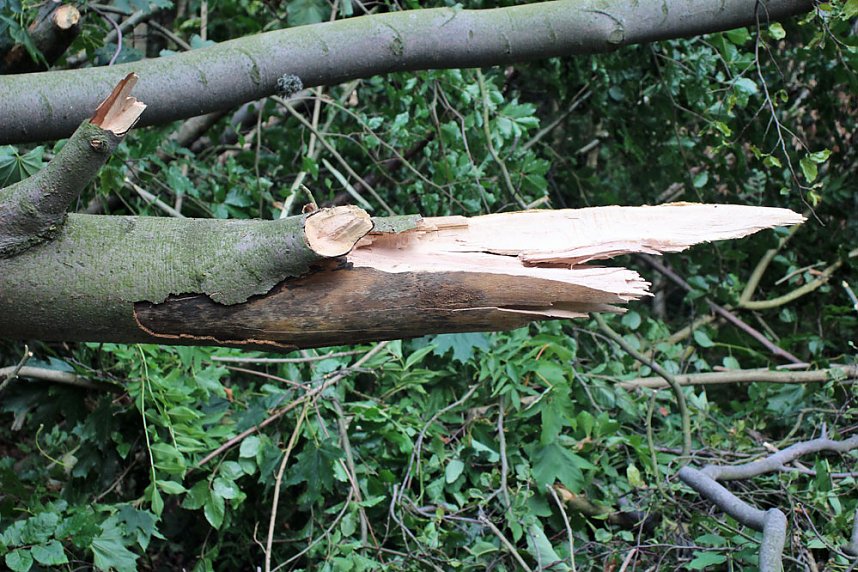Sterben unsere Buchenw&auml;lder?