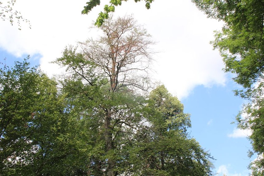 Sterben unsere Buchenw&auml;lder?