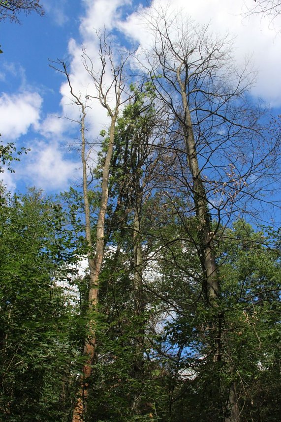 Sterben unsere Buchenw&auml;lder?