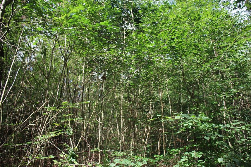 Sterben unsere Buchenw&auml;lder?