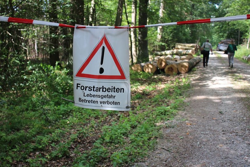 Sterben unsere Buchenw&auml;lder?