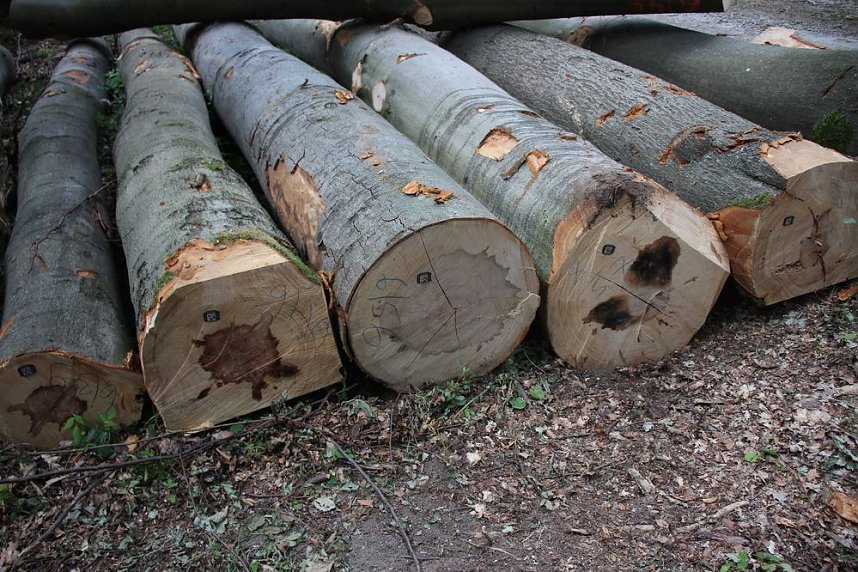 Sterben unsere Buchenw&auml;lder?