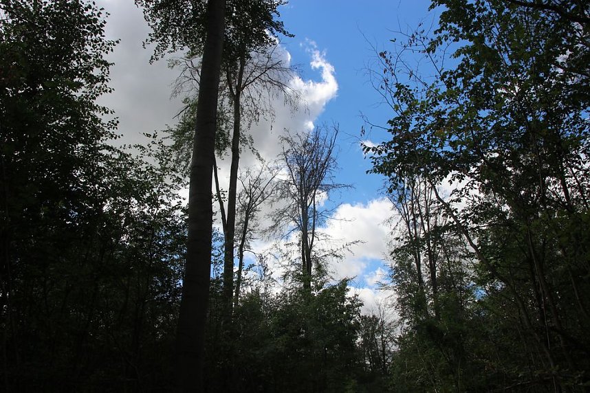 Sterben unsere Buchenw&auml;lder?