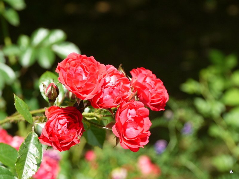 Spende f&uuml;r den B&auml;renpark