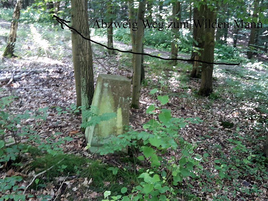 Geschichte vergammelt im Wald