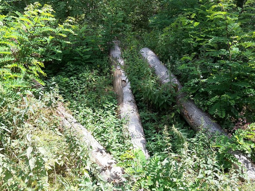 In der Windleite unterwegs