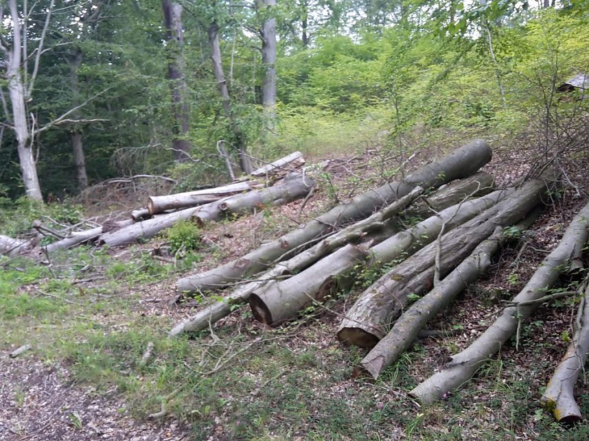 In der Windleite unterwegs