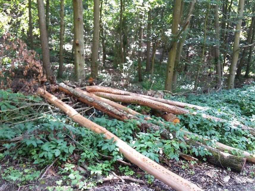 In der Windleite unterwegs