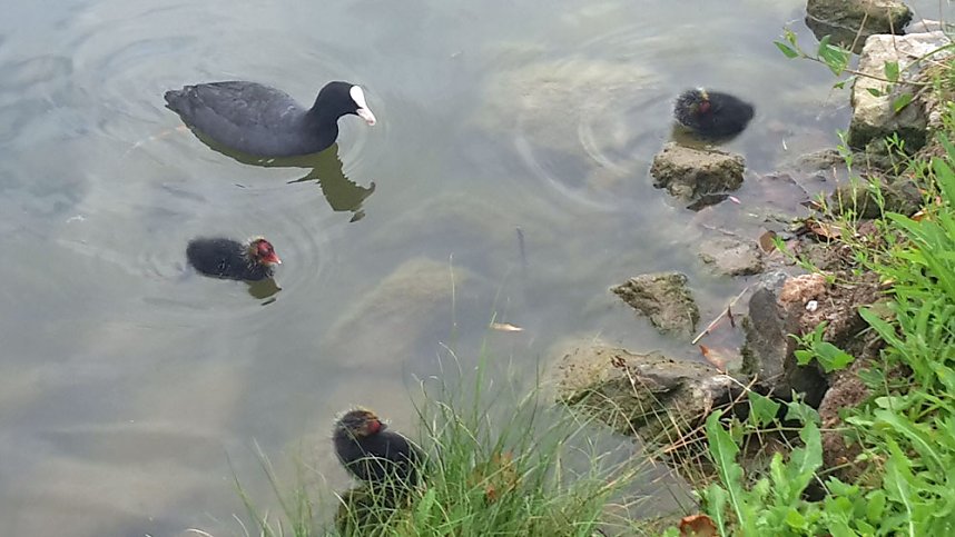 Nachwuchs am Parkteich