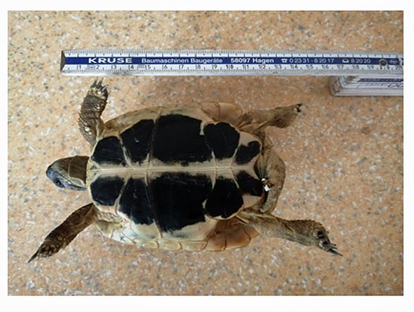 Landschildkr&ouml;te gefunden !