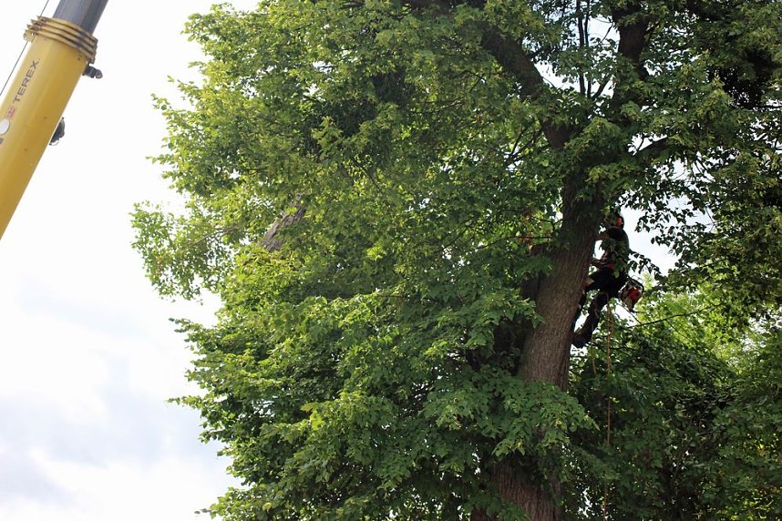Baumpflege mit Kran