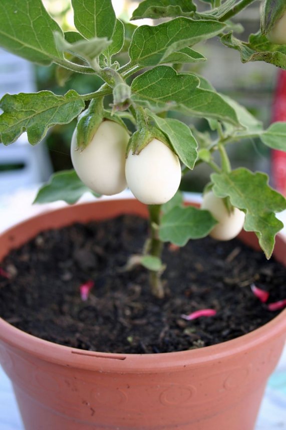 Seltsame Fr&uuml;chte