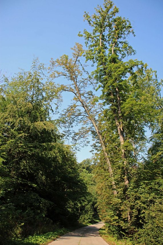 Wie gef&auml;hrlich wird unser Wald?