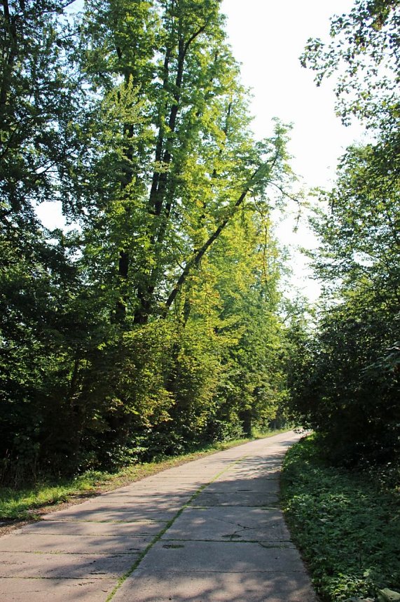 Wie gef&auml;hrlich wird unser Wald?