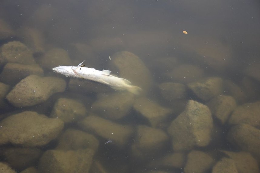 Schnelle und unkomplizierte Hilfe f&uuml;r den Parkteich