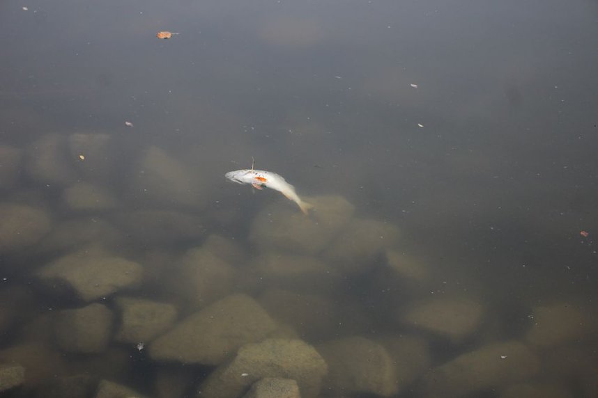 Schnelle und unkomplizierte Hilfe f&uuml;r den Parkteich