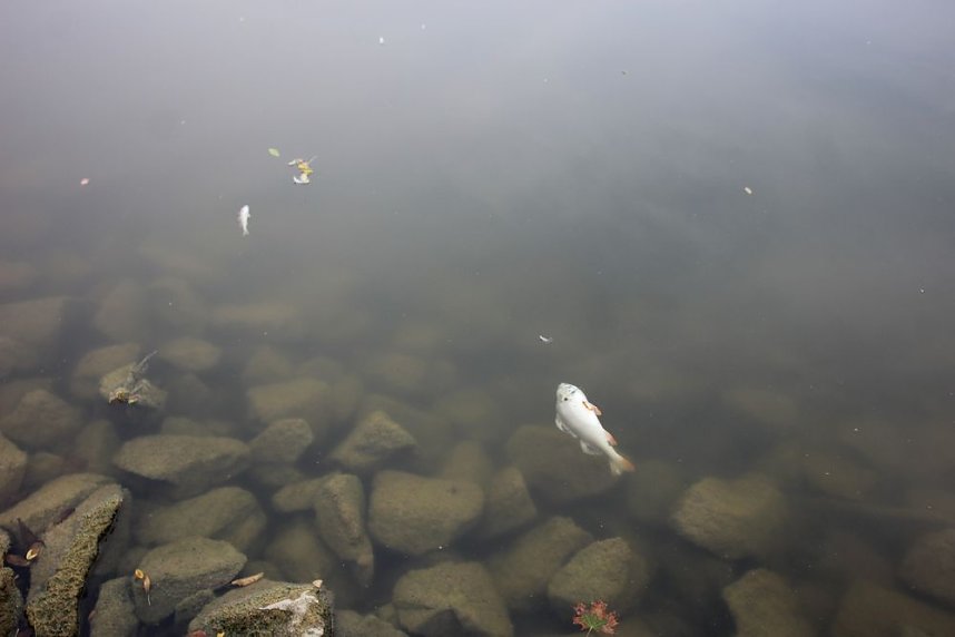 Schnelle und unkomplizierte Hilfe f&uuml;r den Parkteich