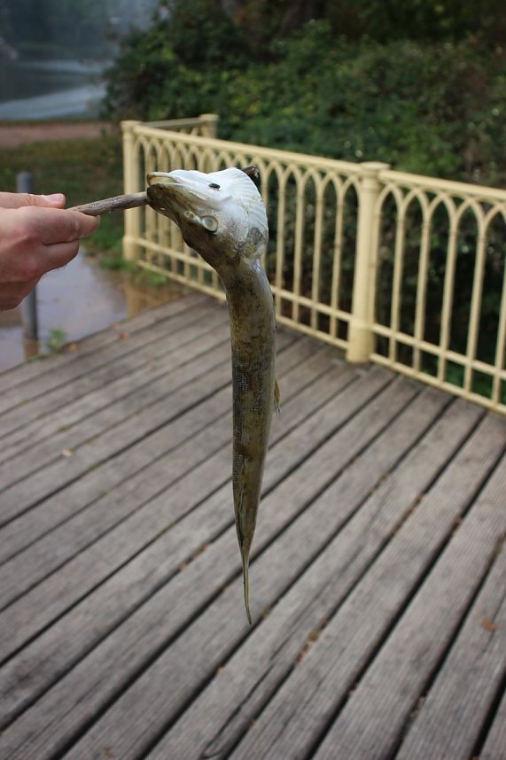 Schnelle und unkomplizierte Hilfe f&uuml;r den Parkteich