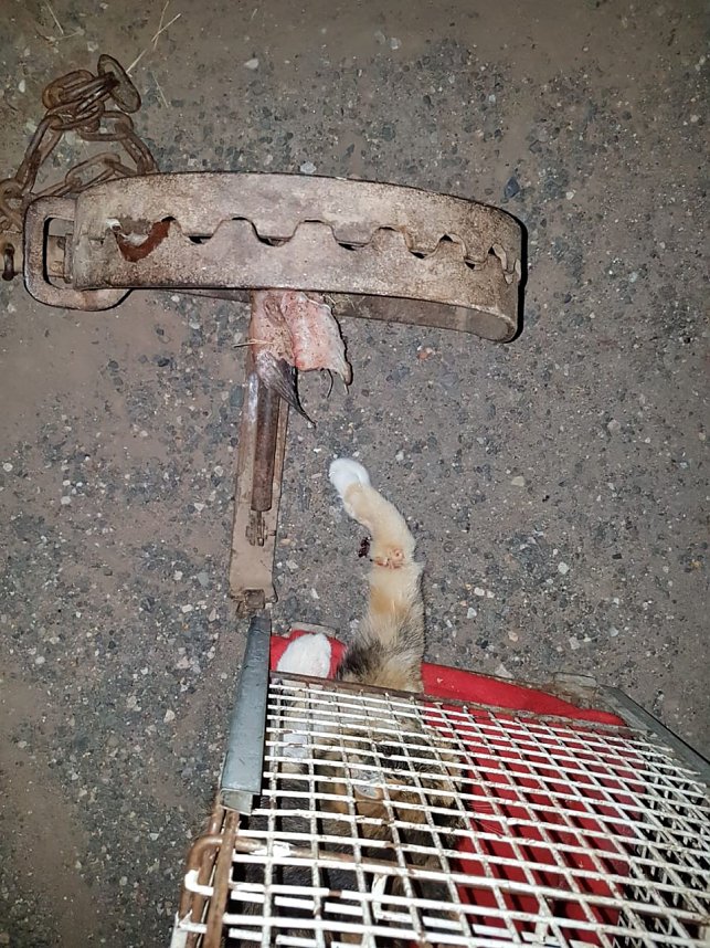 Katze in Schlagfalle gefangen