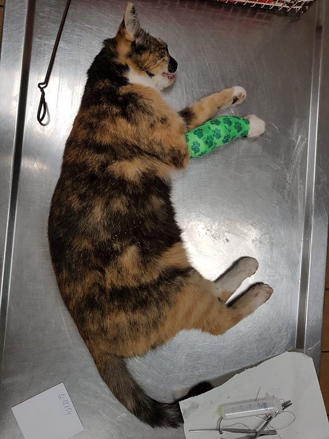 Katze in Schlagfalle gefangen